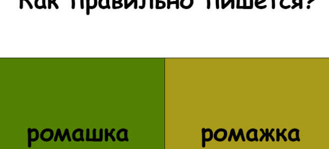 Как пишется слово “ромашка”?